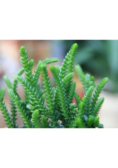 Prenses Çamı - Crassula Muscosa 50 Adet