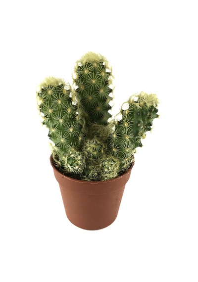 Mammillaria Elongata 'Subcrosea' (Kaktüs) Ø5,5 CM Y0-10 CM