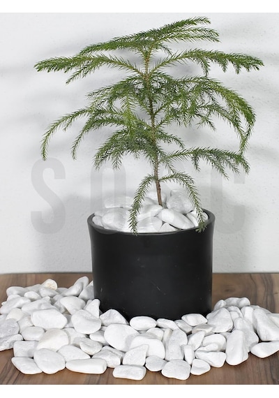 Sosc Natural Beyaz Dolomit Dekoratif Çakıl Taşı, 2-4 Cm, 3 Kg, İç Ve Dış Mekan Peyzaj İçin Diğer