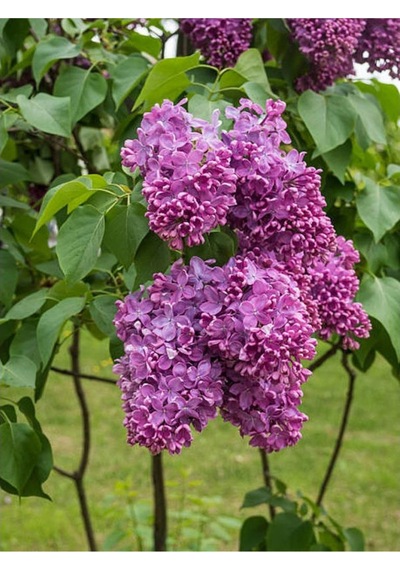 Leylak Çiçeği Fidanı 1 Adet Saksılı / Tüplü 40-60 Cm