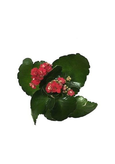Kalanchoe Calandiva 'Red' (Kalanşo Çiçeği) Ø5,5 CM Y0-10 CM