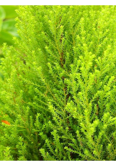 Favori Ürün Limon Kokulu Limon Selvi Fidanı 30 40 Cm 15 Adet Tüplü Dış Mekan Ağaç Cupressus