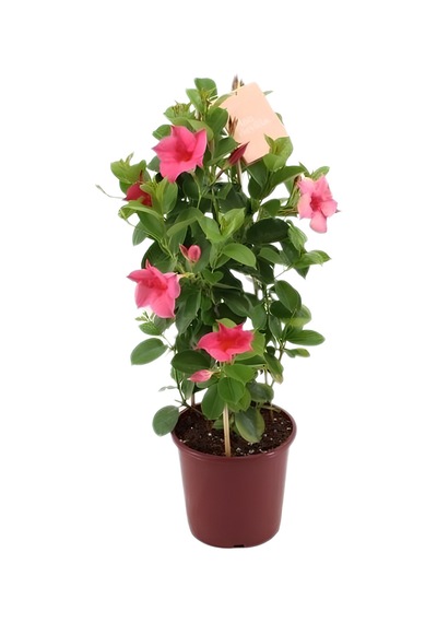 Kartopu Viburnum 1 Adet+pembe Mandevilla 1 Adet+yaprak Güzeli Hediye Bahçe Bitkisi