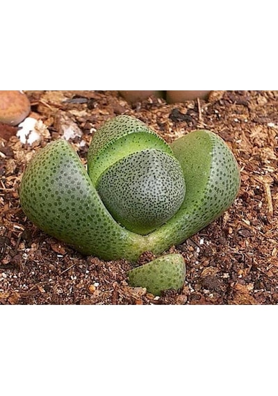 10 Adet Pleiospilos Nelii Succulent Tohumu