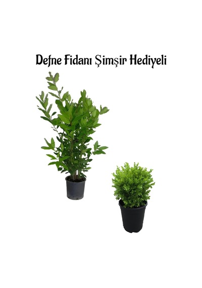 Defne Çalısı Fidanı 40-60cm +çalı Şimşiri 30-40cm Saksılı Bahçe Bitkisi