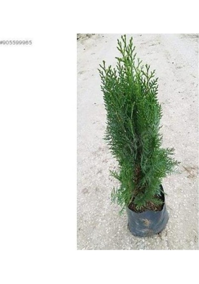Altuni Mazı Fidanı 25-35 Cm