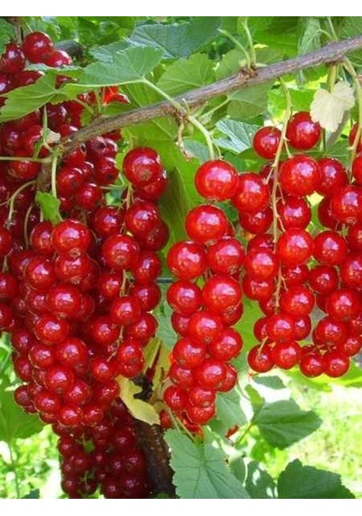 Saksıda 2 Yaş Kırmızı Frenk Üzümü 70-90 Cm
