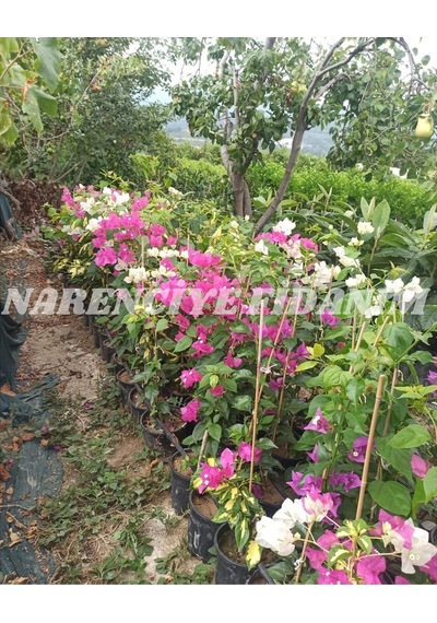 Mor Sarıcılı Begonvil Çiçeği 2 Yaş 80-110cm Bougainvillea