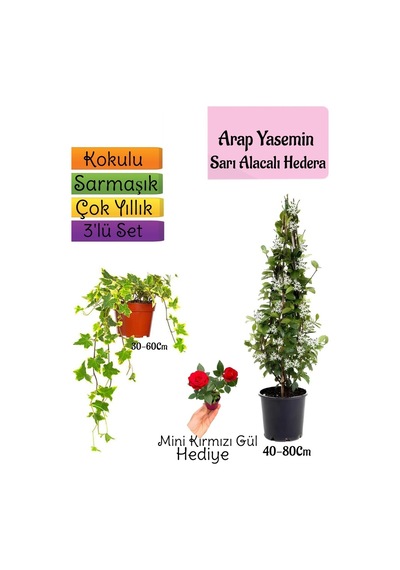 Mis Kokulu Arap Yasemini+alacalı Hedera Hex Sarmaşığı+mini Gül 3'lü Set