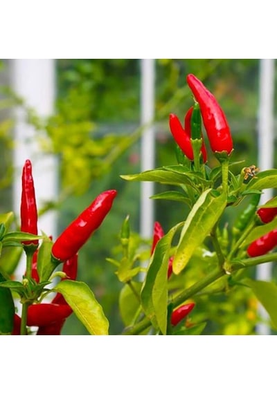 Geleneksel Birds Eye Acı Mini Chili Pepper Biber Tohumu 70 Tohum