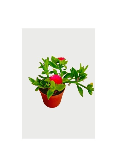 Buz Çiçeği Fidanı Sukulent 10-20 Cm