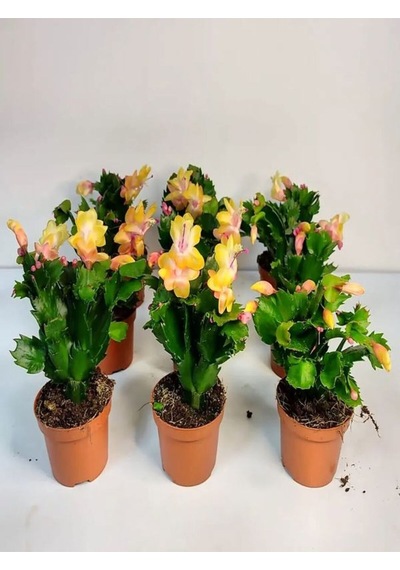 Videolu Sarı Yılbaşı Çiçeği Fidanı 1 Adet Saksılı 10-20cm Iç Mekan Bitkisi Yellow Rhipsalidopsis