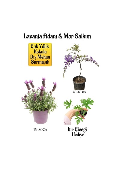 Yoğun Kokulu Lavanta+kokulu Mor Salkım Ağacı Fidanı Itır Çiçeği Bahçe Seti