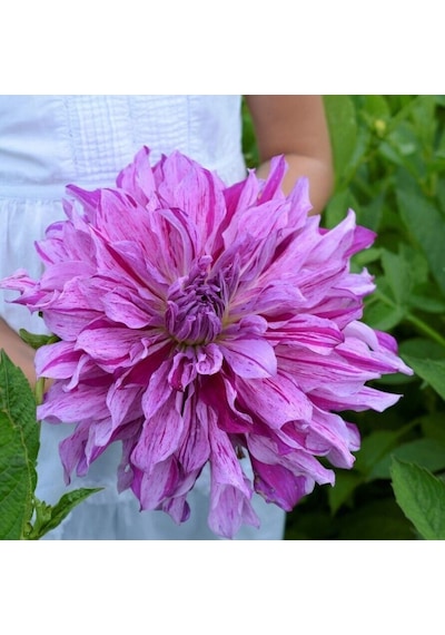 Xxl İri Çiçekli Mom's Special Dahlia Yıldız Çiçeği Soğanı Yumrusu 1 Adet