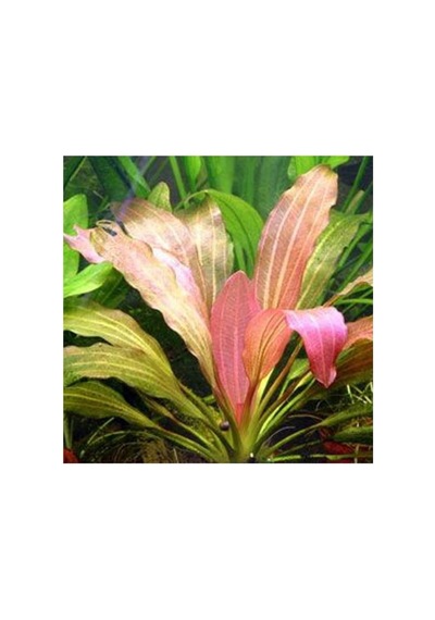 Echinodorus Rose Saksı Canlı Bitki Diğer
