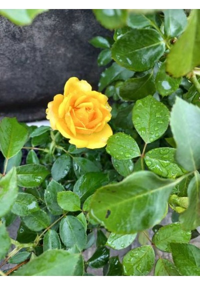 Videolu Mumyalı Aşılı Sarı Gül Fidanı 4 Mevsim Dikilir 1 Adet Tüplü/saksılı 10-15 Cm Yellow Rose