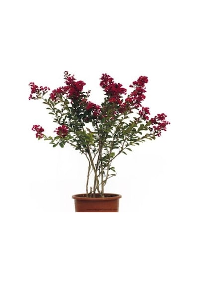 Videolu Kırmızı Çiçekli Oya Ağacı Fidanı 30 60 Cm 1 Adet Saksılı/tüplü Lagerstroemia Indica