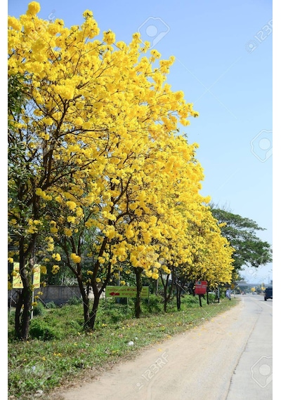 Sarı Tabebuia Ağacı Tohumu 5 Tohum + Tohum