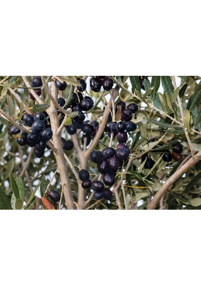 Fidan & Peyzaj - 3 Adet Gemlik Zeytin Fidanı (2 Yaş / Tüplü)