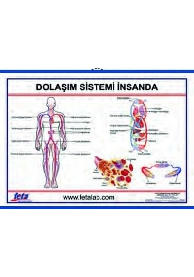 Dolaşım Sistemi Levhası Insanda