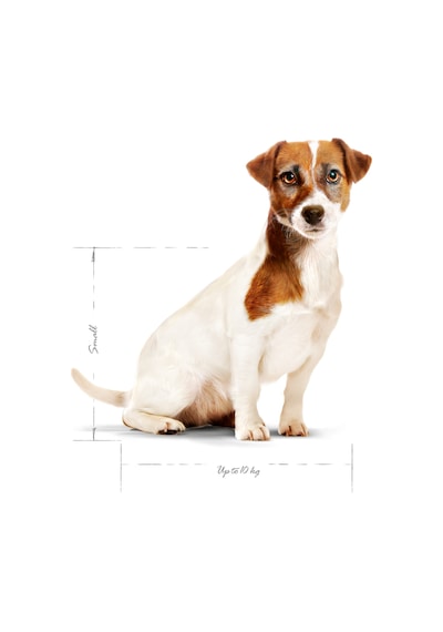 Royal Canin Mini Adult +8 Küçük Irk Yaşlı Köpek Maması 2 KG