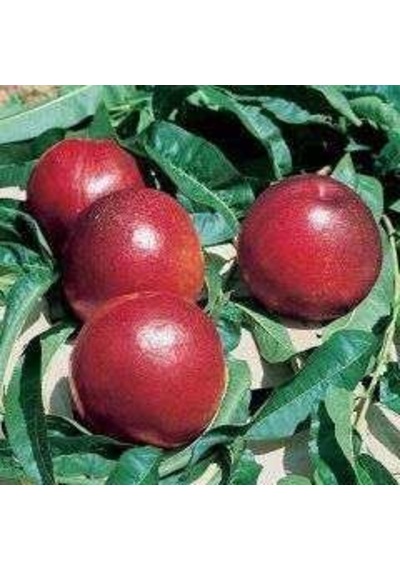 Tüplü Fidan Orion Nektarin  Fidanı