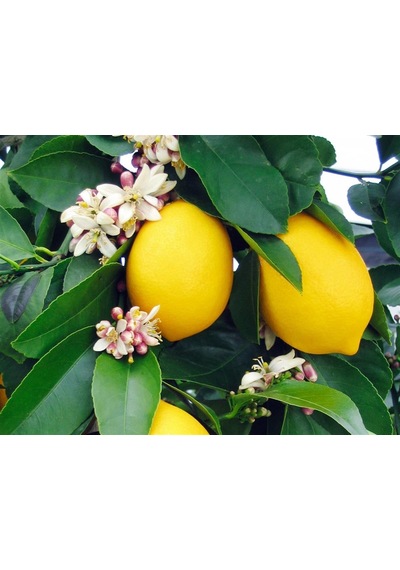 Citrus Lemon Yediveren Limon Fidanı