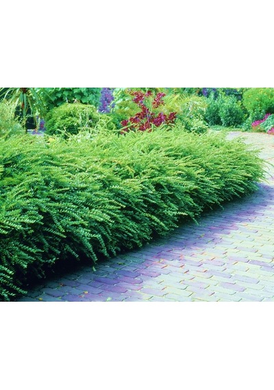 HANIMELİ ÇİT BİTKİSİ 5 ADET 'Lonicera Nitida'