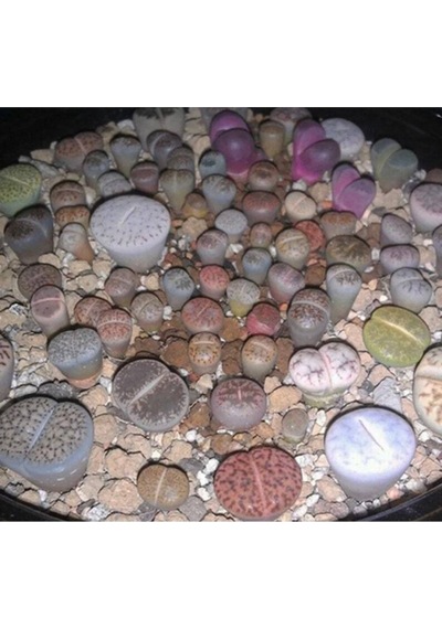 10 Adet Living Stone Succulent Tohumu