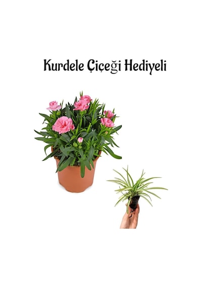 Bitkim Sende Mis Kokulu Pembe Karanfil Çiçeği Sevgililer Gününe Özel Kurdele Çiçeği