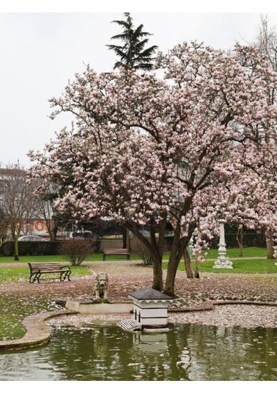 Tüplü Büyük Çiçekli Manolya Fidanı Magnolia Grandiflora Herdem Yeşil Kokulu