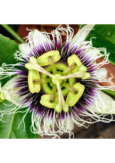 İdeapazar Tüplü Passiflora Edulis Maruçya Fidanı Genel