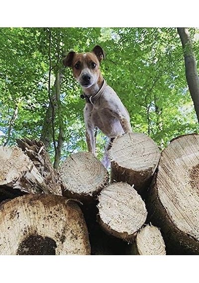 Max & Molly Urban Pets Original Serisi Akıllı Künyeli Köpek Boyun Tasması S, Etnik