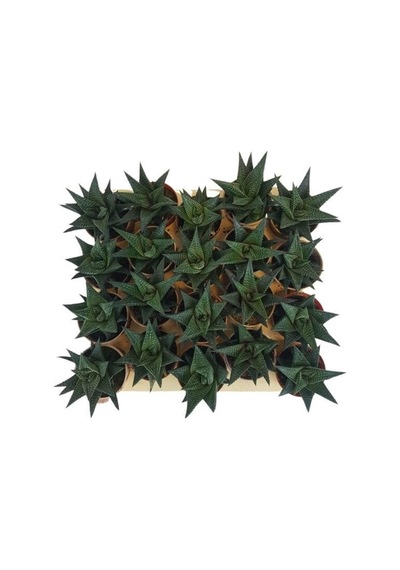 Sukulent Haworthia Limofolia x 20 ad