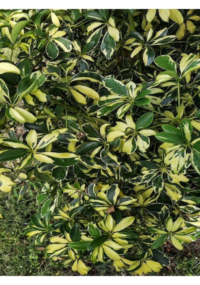 Videolu 5 Parmak Şeflera Çiçeği Çift Dallı 80 100 Cm 1 Adet Saksılı Iç Mekan Bitkisi Schefflera