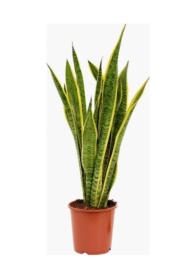 Paşa Kılıcı Çiçeği Peygamber Kılıcı - Sansevieria Trifasciata