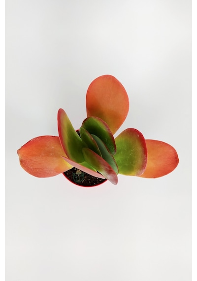 Kalanchoe Thyrsiflora - Çöl Lahanası - Ciğer Sukulent - Kırmızı