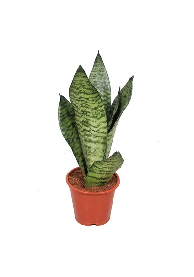 Sansevieria Paşa Kılıcı Hava Temizleyici Bitki Ev Ofis Bitkisi 10-20 Cm