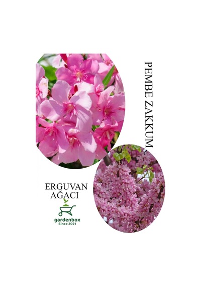 Pembe Zakkum Fidanı 1adet Saksılı 30-60cm- Erguvan Ağacı 1 Adet 40-70cm