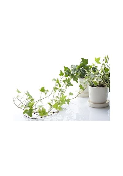 Mini Hedera Salon Sarmaşığı- Alacalı&Yeşil Askılı Saksıda 2 Adet
