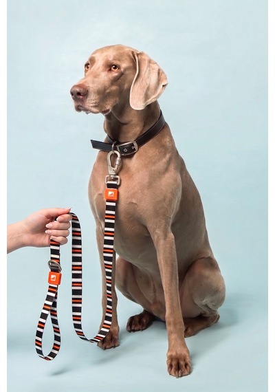 Köpekler İçin Dayanıklı Ve Güvenli, Desenli Gezdirme Tasması 25mm Çizgili