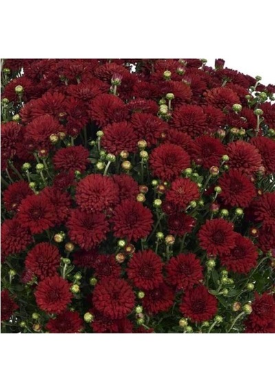 Kırmızı Renk 10-20 Cm Kasımpatı