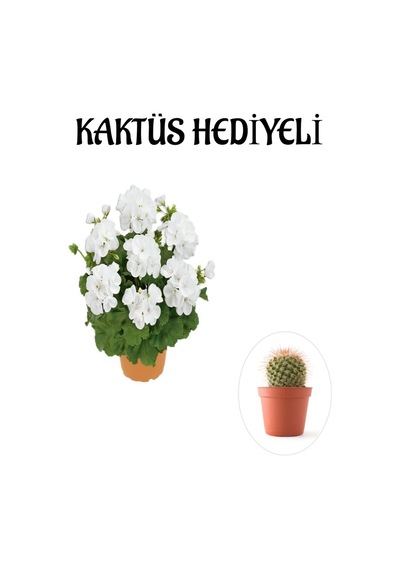 Hediyelik Beyaz Sardunya Çiçeği Sevgililer Gününe Özel Kaktüs Hediyeli