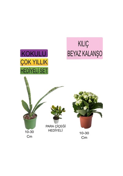 3'lü Set Tek Dikim  + Beyaz Kalanşo+ Hediyelik  Çiçeği