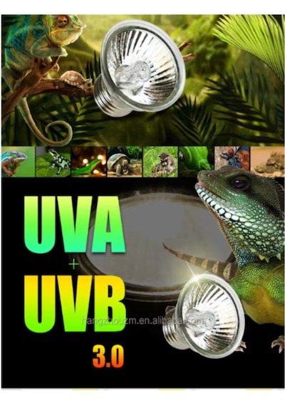 Mandallı Akrobat Lamba Tutacağı 25 W Uva/uvb Lamba Dahil Kırmızı