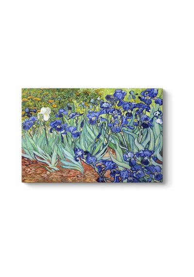 Tr - Iris Süsen Çiçeği Kanvas Tablosu 140 X 100