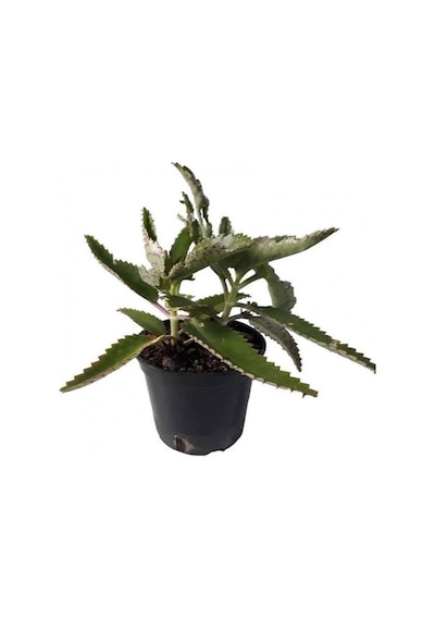 Aşkın Gözyaşı Çiçeği Kalanchoe Daigremontiana 5 Adet 10-20 Cm