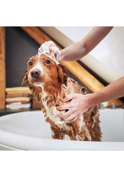 Tr Maracuja Shampoo Long Coat Uzun Tüylü Kedi Ve Köpekler İçin Çarkıfelek Meyveli Şampuan 500 Ml