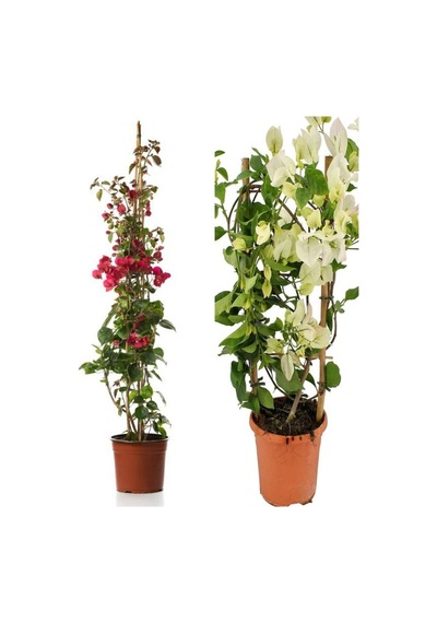 Begonvil Sarmaşığı 1 Adet Kırmızı 1 Adet Beyaz Begonvil Çiçeği 40-60cm Saksılı/ Tüplü