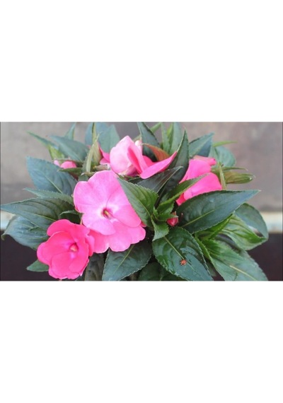Pembe Cam Güzeli Fidanı Yeniğine Saksılı 10cm 30cm